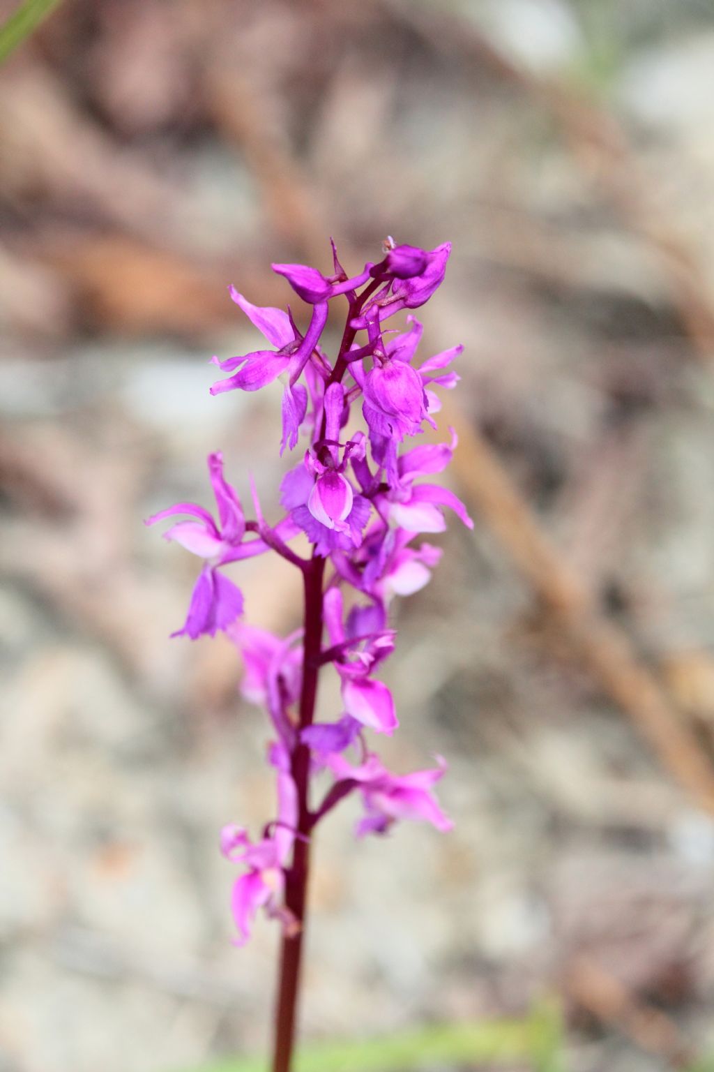 (FC) - Orchis mascula